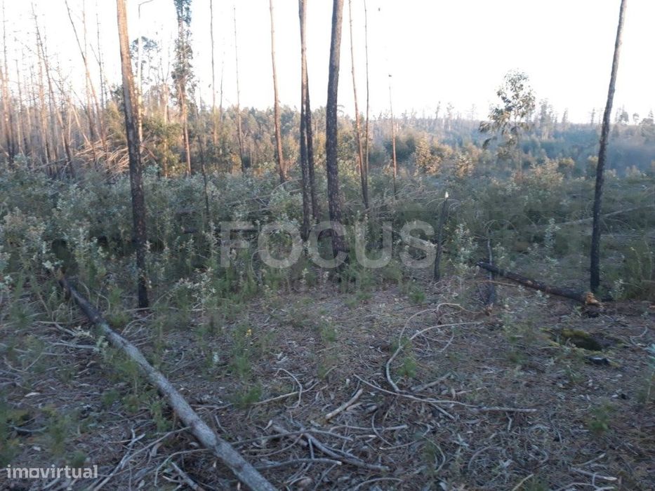 Terreno para loteamento Aveiro - Nariz