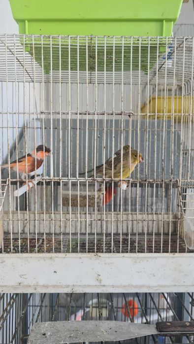 Vendo canários alecrim português.  Outros