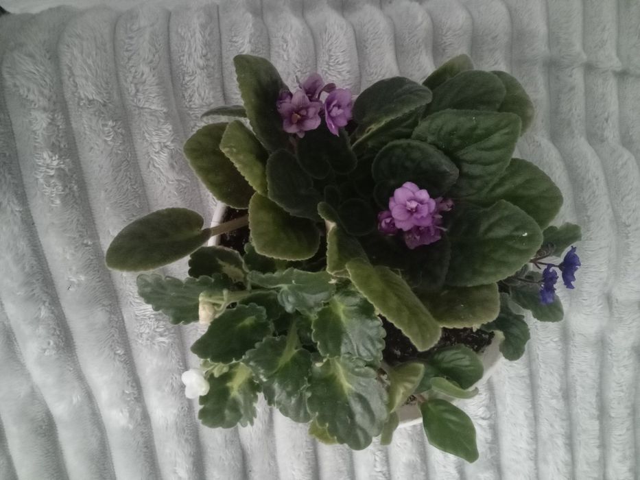 Фіалки великі гарні