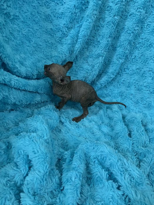 Ельф діічинка канадка