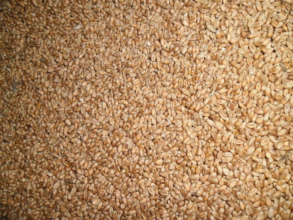 Pszenica wiosenna  jeczmien mieszanka zboża wiosenne