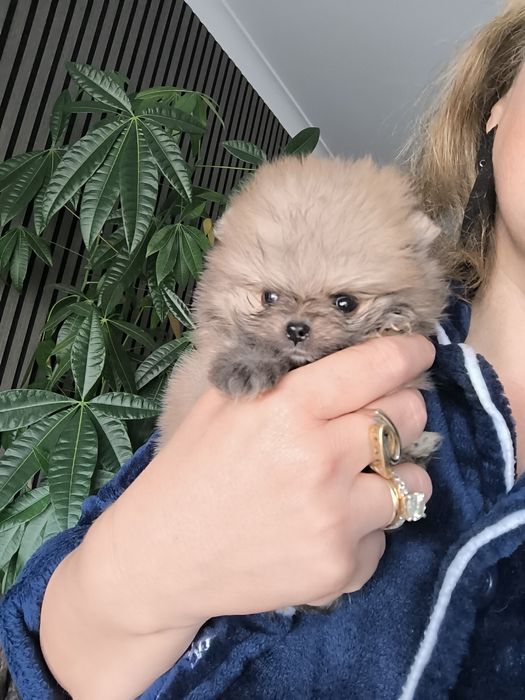 Spitz Anão.Lulu da Pomerânia.  Coreano.Super Mini Lop e Afixo.Perfeito