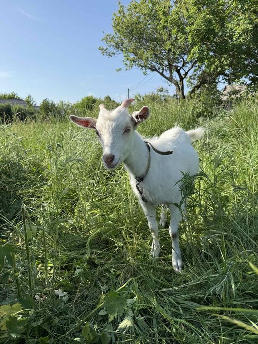 Продам гарних козочок
