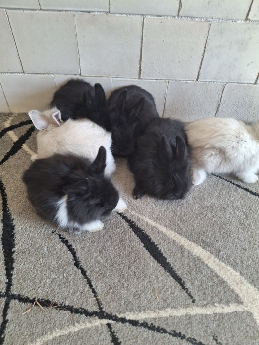Kroliczki miniaturki tedy