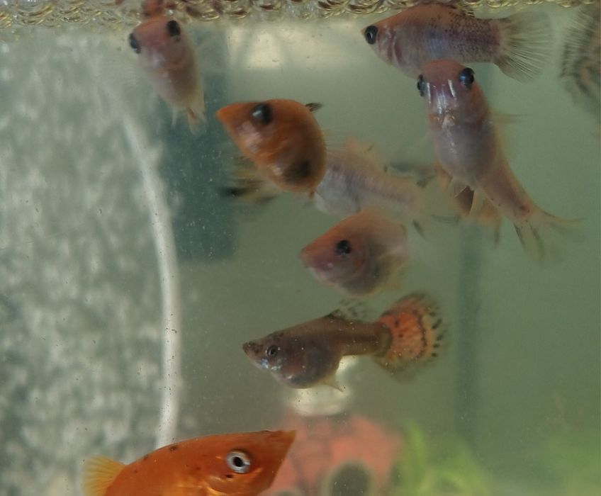 Продам деток моллинезии