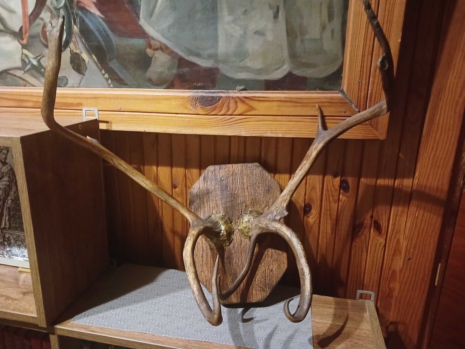 Роги   лося з Якутії оленя