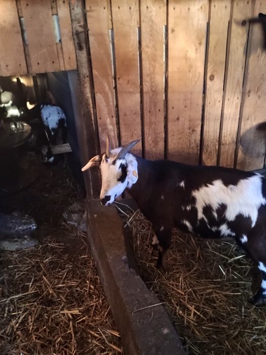 Koza miniaturka  roczna