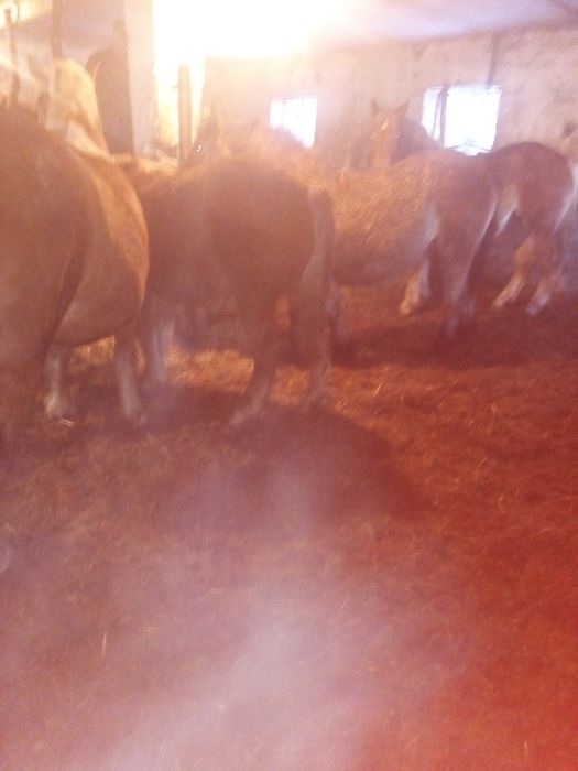 Sprzedam zrebaki zimnokrwiste.