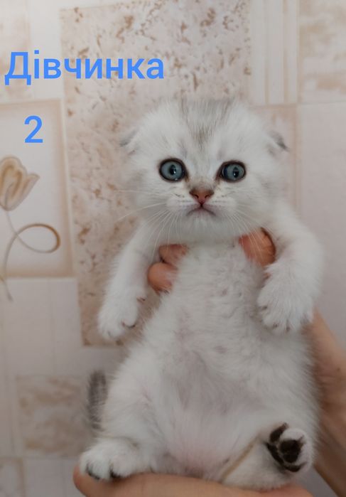 Шотландські кошенята