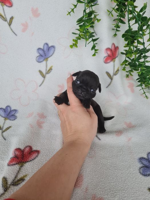Excelente menina Pug Carlin Preta de Qualidade