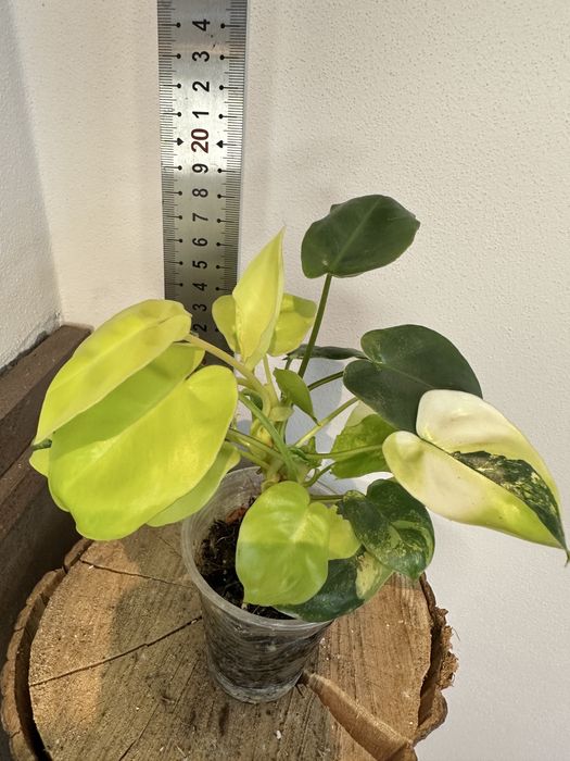 Філодендрон Philodendron Burle Marx var.