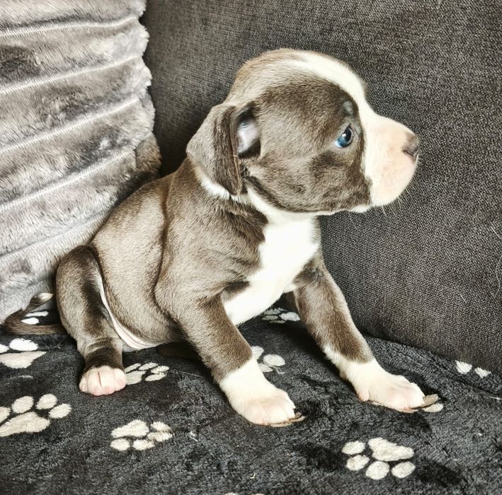 Staffordshire bull terrier staffie Blue com LOP