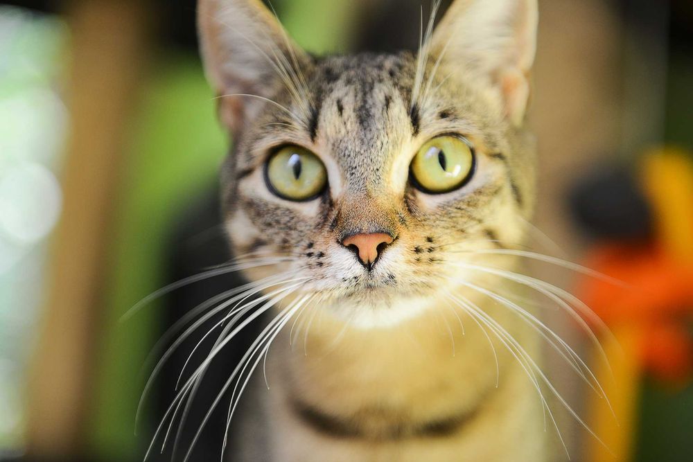 młoda kotka Jolie - preferowana adopcja w dwupaku z Arielką