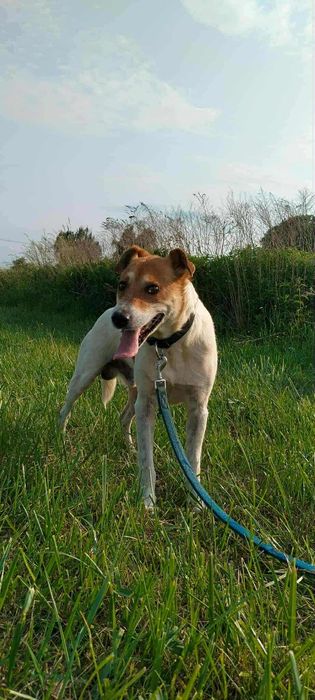 Łatek- szuka domu, choć nigdy go nie miał...