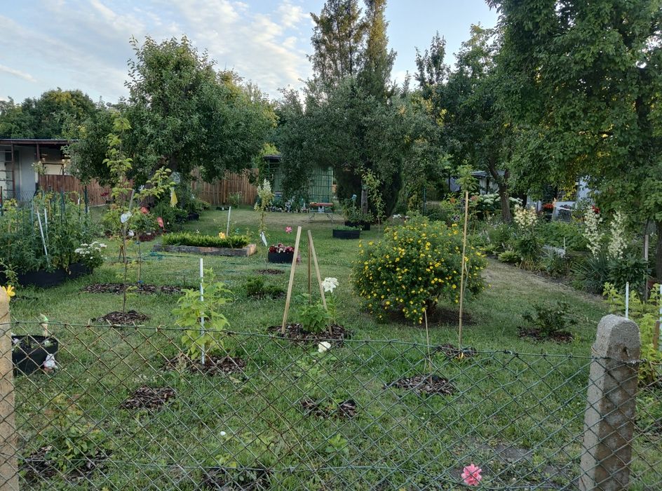 Sprzedam zagospodarowaną działkę ROD