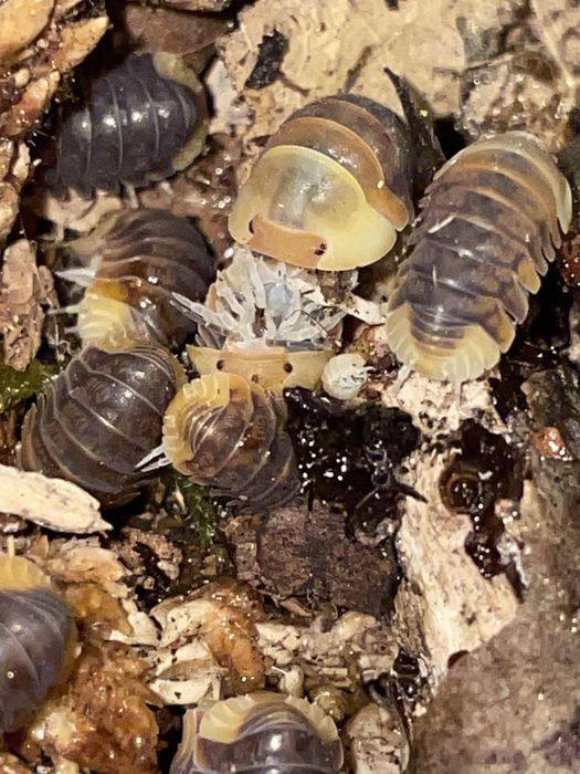 Isopody, prosionki, ekipa sprzątająca do terrarium