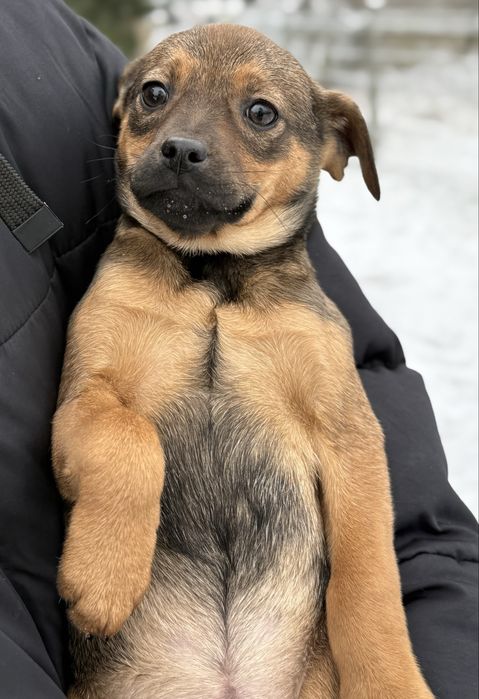 Oddam suczkę w dobre ręce!