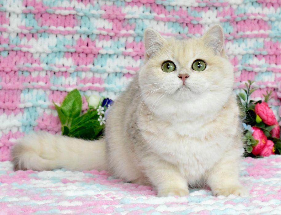 Золотая голубая шиншилла, кошечка , ау12 , продажа