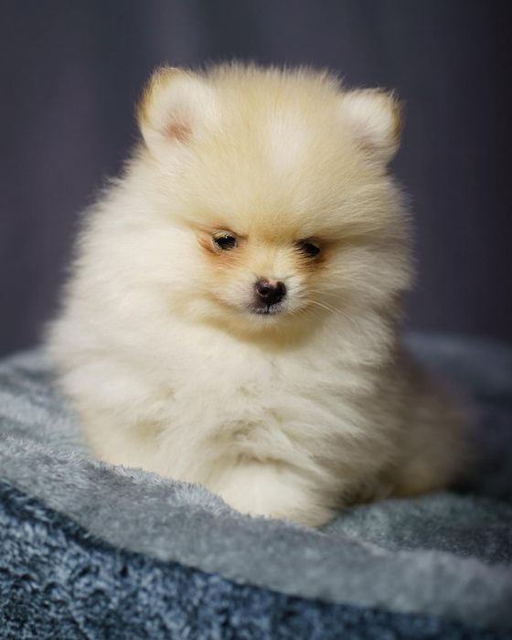 Pomeranian piesek