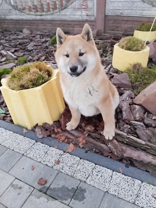 Piesek shiba-inu