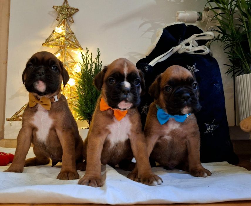 Piękny boksio / ojciec FCI