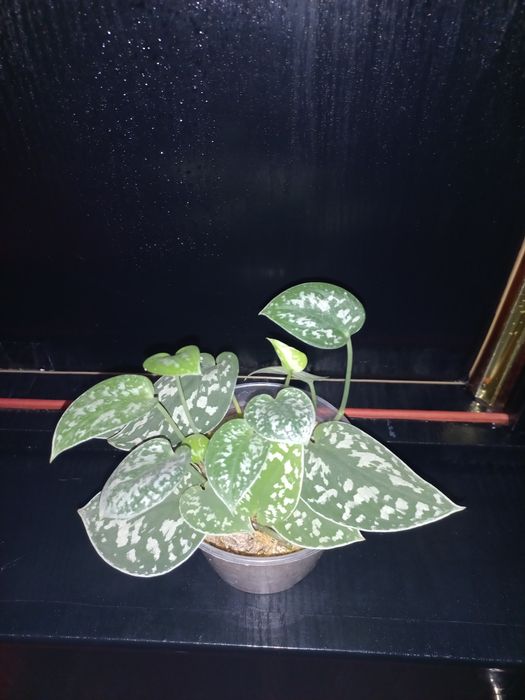 Сциндапсус пиктус