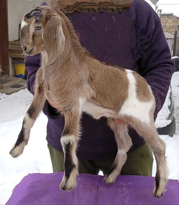 Козичка % англо - нубійська