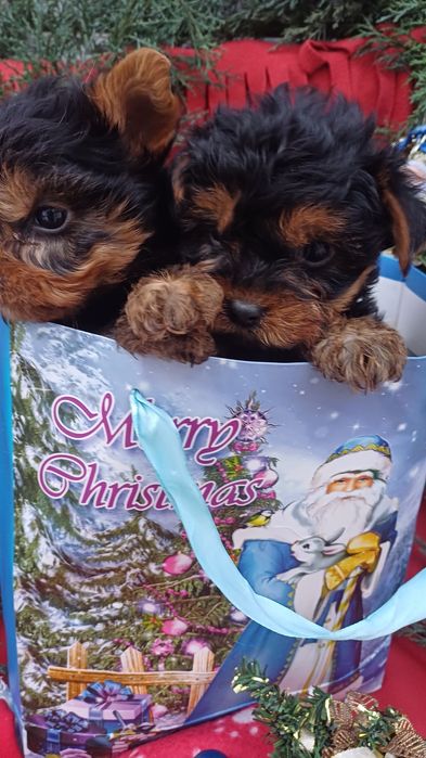 Класнючі дівчатка-йоркширський тер'єр.