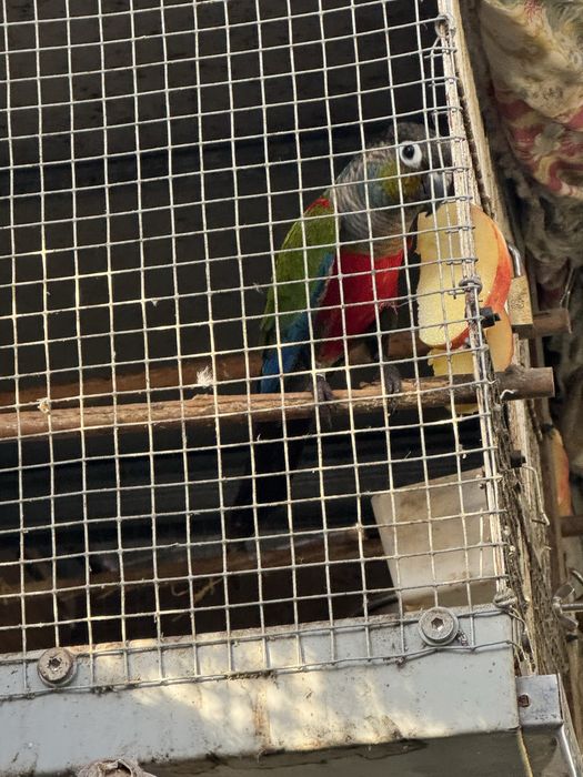 Pyrrhuras perlata “ Macho “!!