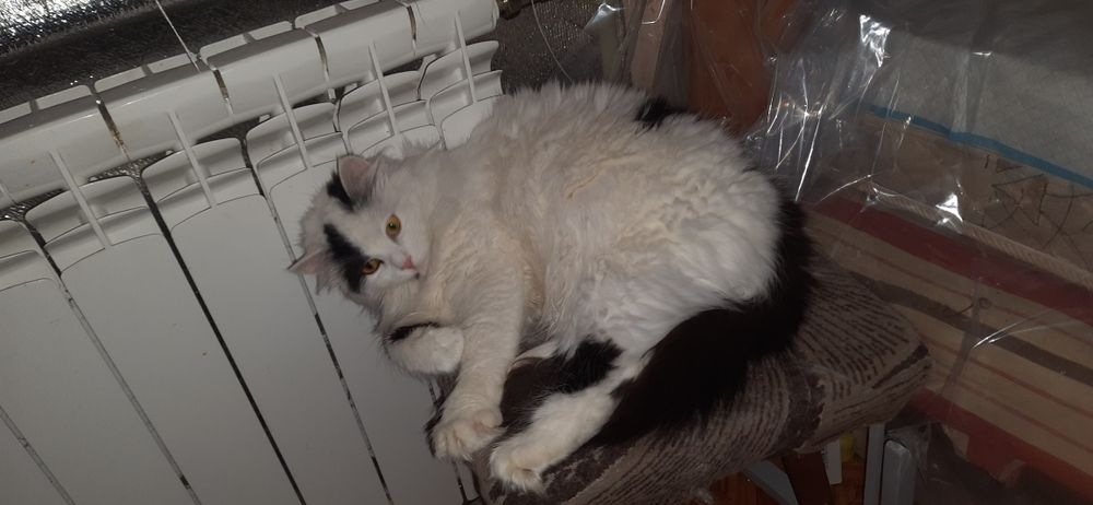 Кішечка шукає дім