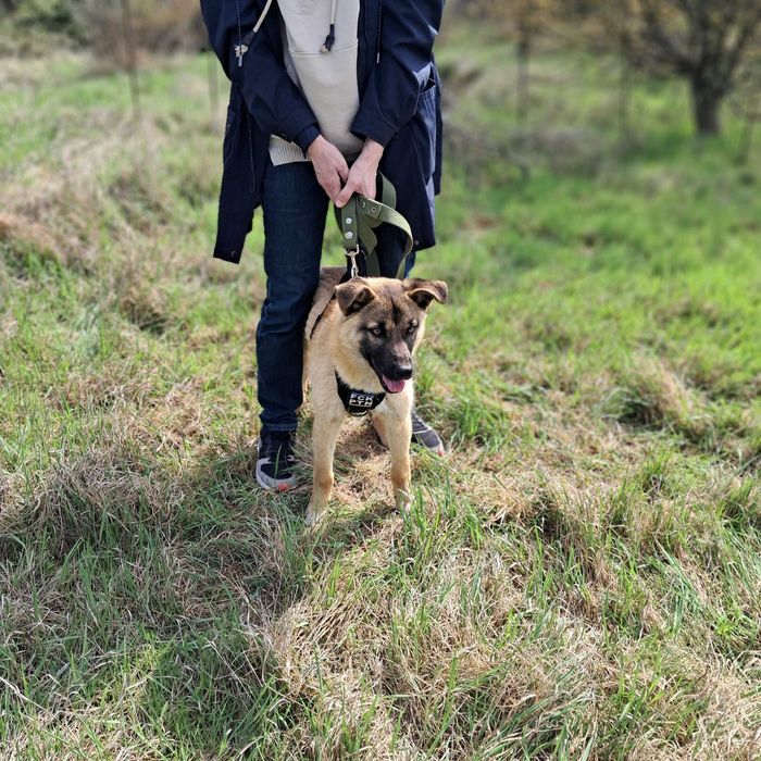 Арамис ищет дом!