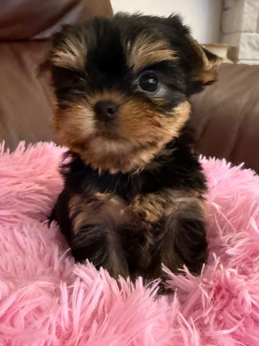 York Yorkshire Terrier ZKwP FCI suczka  - maleńka