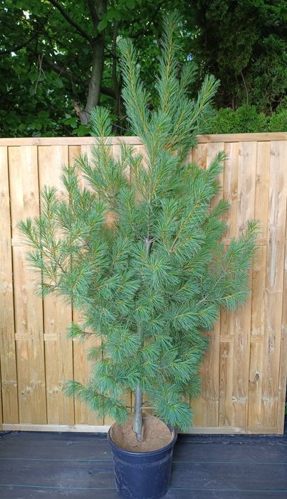 Sosny wejmutki duży wybór wys.60-260cm