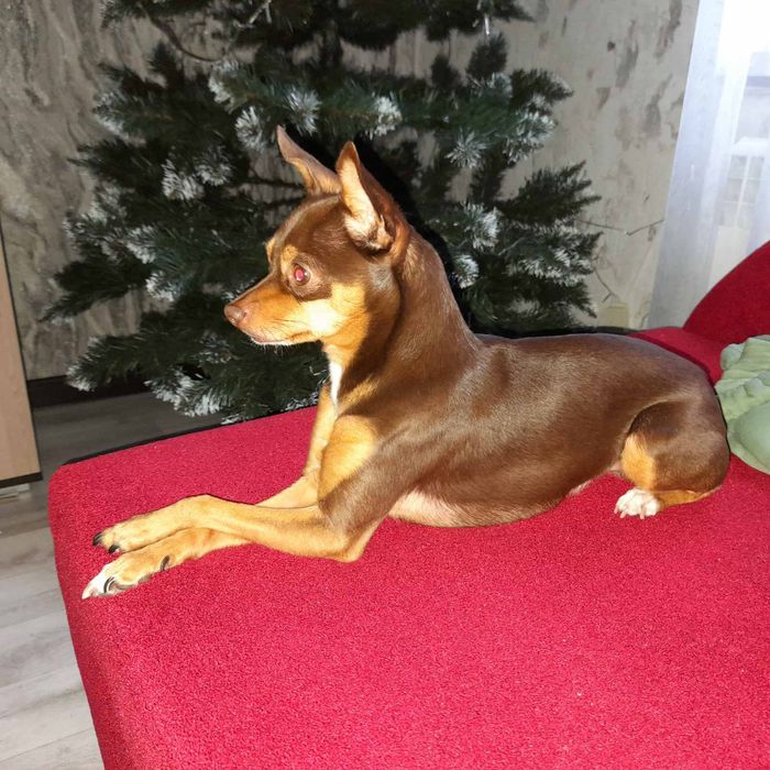 Вязка Той Терьер