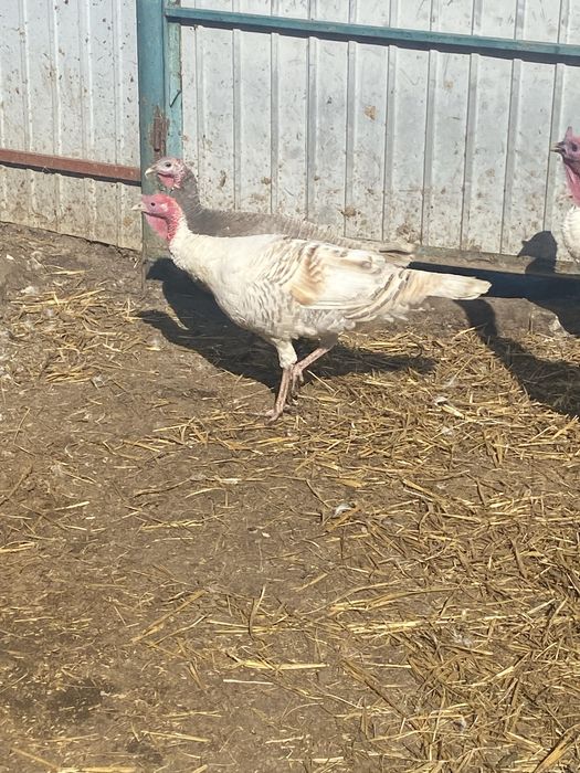 Минулррічний індик