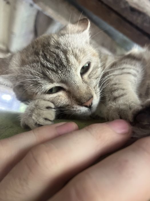 Киця. Котик у родину