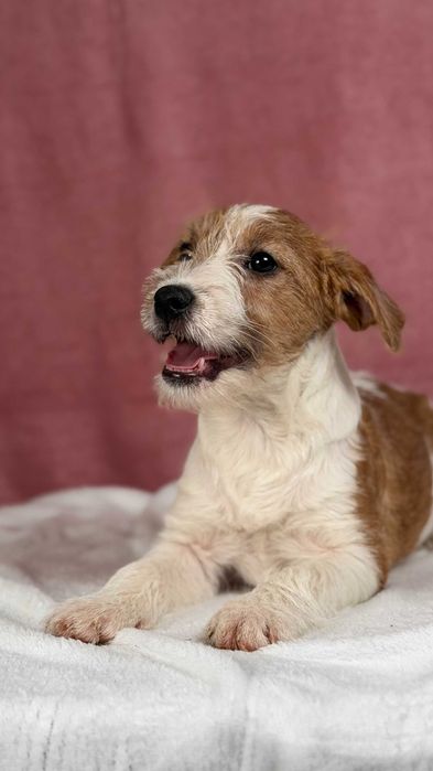 piesek szorstkowłosy Jack Russell terrier ZKWP/FCI po championie