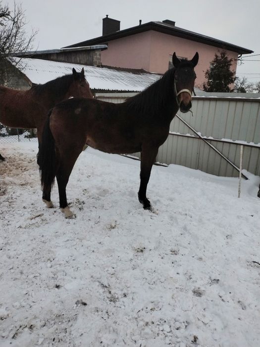 Klacz 3/4 Śląska po Belweder