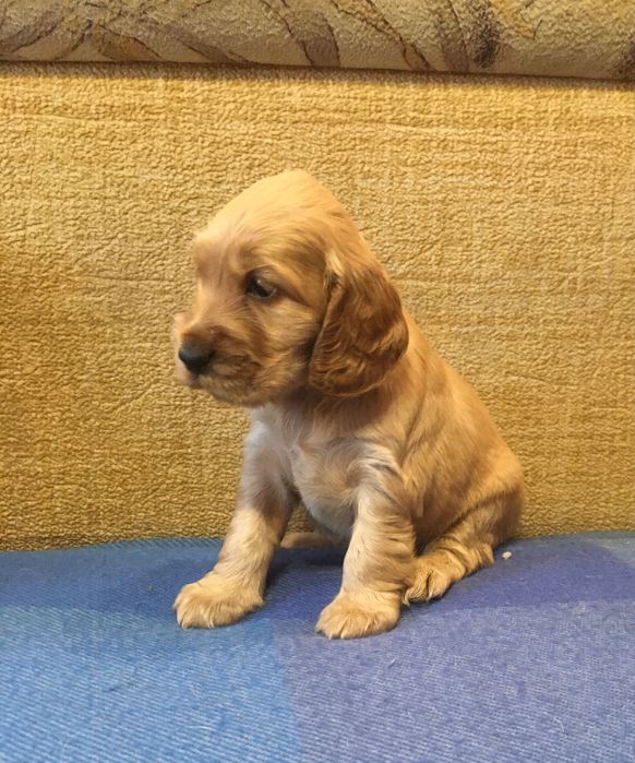 Породні, яскраві цуценята англійського кокер-спаніеля!