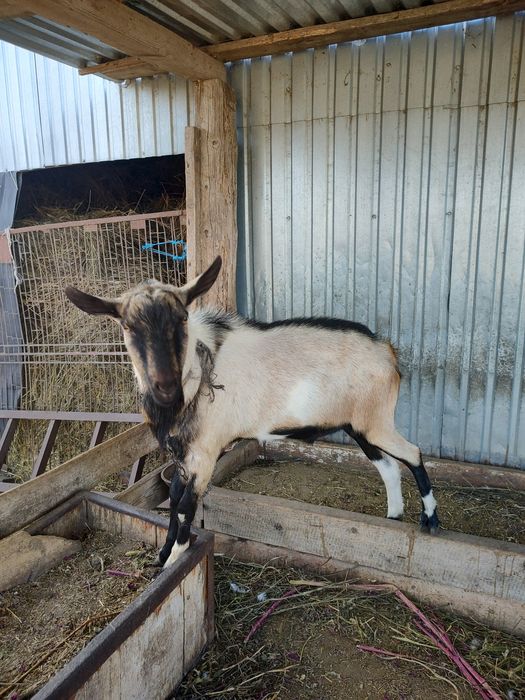 Козел альпийский для вязки