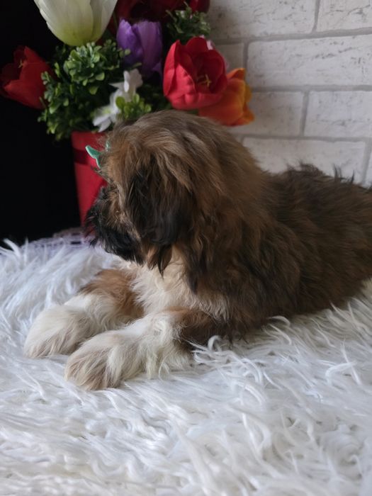 Shih Tzu suczka 2 msc