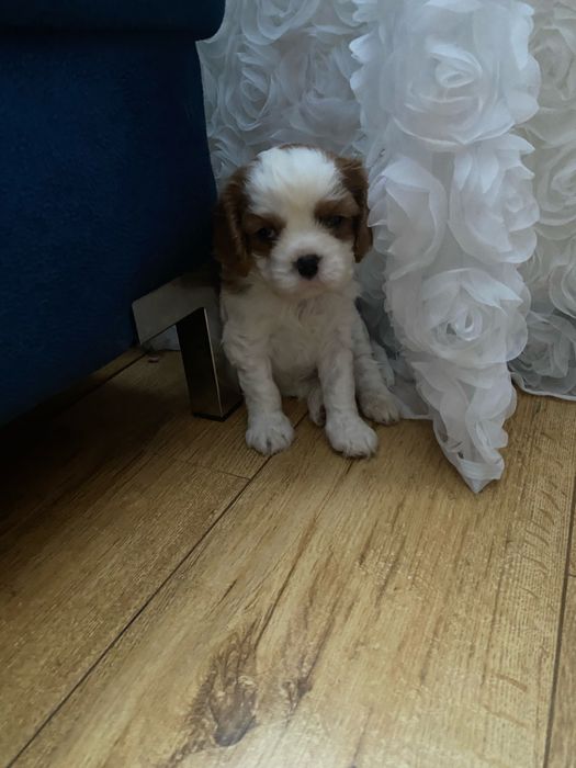Szczeniaki cavalier king charles spaniel