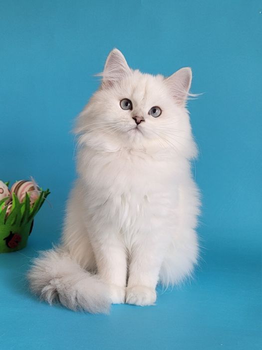 Срібляста шиншила поінт британські кошенята