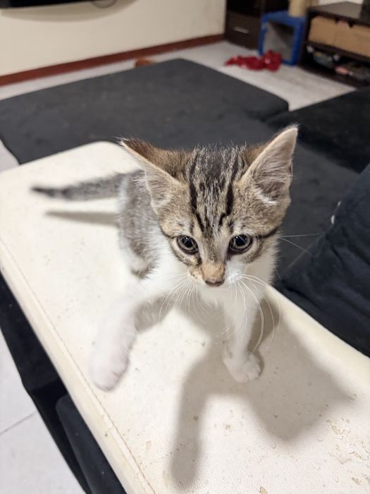 Da-se gatinho bebe