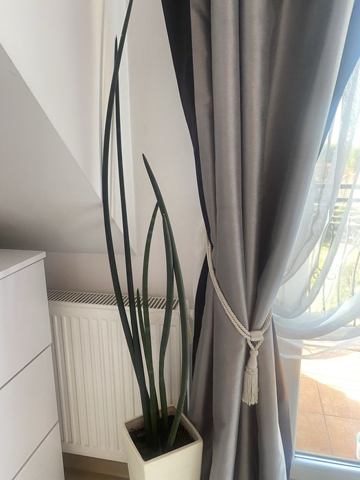Sensowiera weżownica cylindryczna