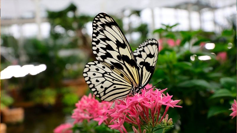 Canon RF 15-30mm f/4.5-6.3 IS STM