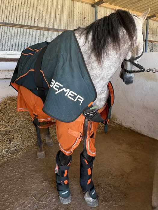 BEMER Horse Set / Equestrian Equipment