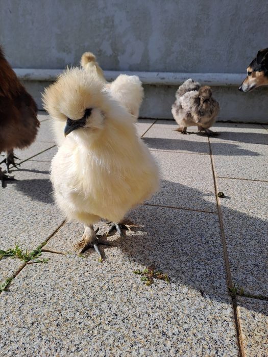 Sedosa do Japão - pintos