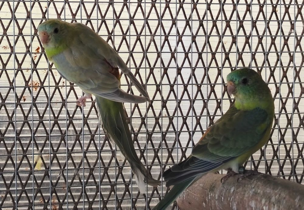 Red rumped linha verde/ canelas