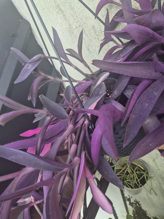 Trzykrotki .reo .sekrezja purpurowa .trzykrotka pink stipe